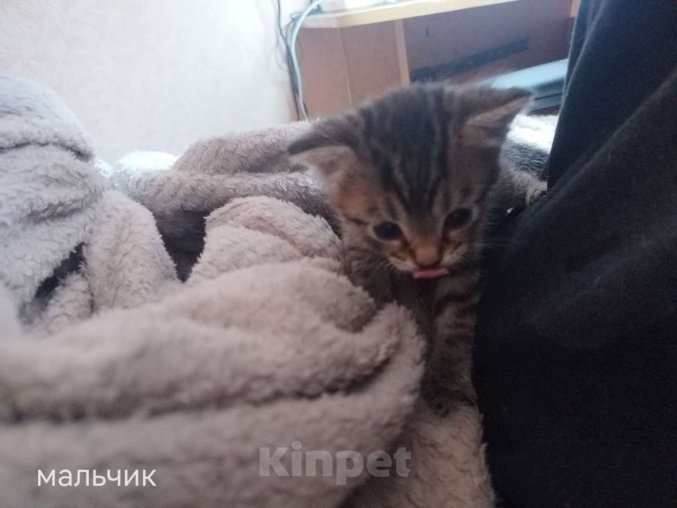 Кошки в Костроме: Котята в добрые руки Разнополые, Бесплатно - фото 3