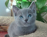 Кошки в Санкт-Петербурге: Русские голубые котята Мальчик, 40 000 руб. - фото 2