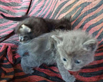 Кошки в Сочи: Отдам котят в добрые руки, 1 руб. - фото 3