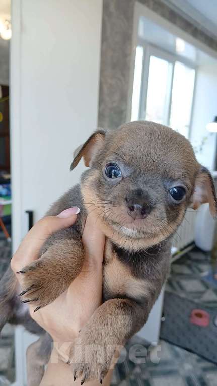 Собаки в Хабаровске: Продам мальчика чихуахуа с документами  Мальчик, 60 000 руб. - фото 2