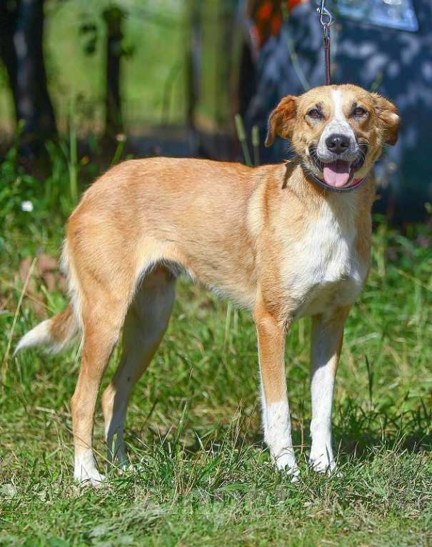 Собаки в Москве: Настена, золотая собака Девочка, 1 руб. - фото 3