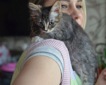 Кошки в Москве: Крошка Алекса - котенок в добрые руки Девочка, Бесплатно - фото 4