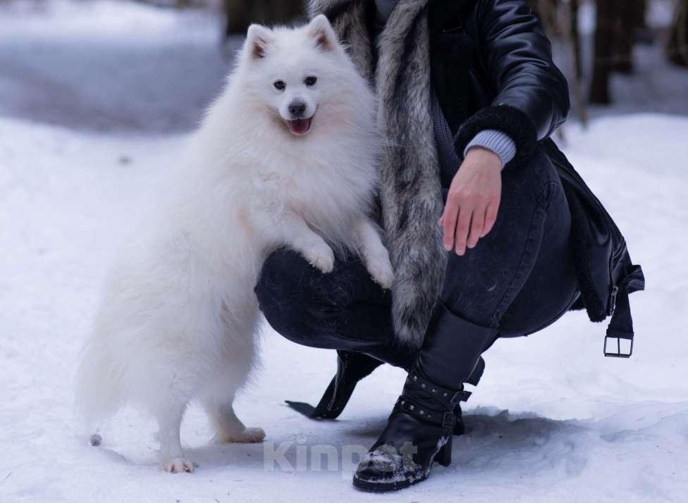 Собаки в Москве: Японский шпиц в добрые руки  Мальчик, Бесплатно - фото 5