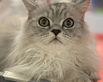 Кошки в Клине: Шоник Мальчик, 20 000 руб. - фото 1