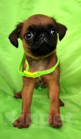 Собаки в Москве: мальчик брабантик 2 мес. Мальчик, 45 000 руб. - фото 2