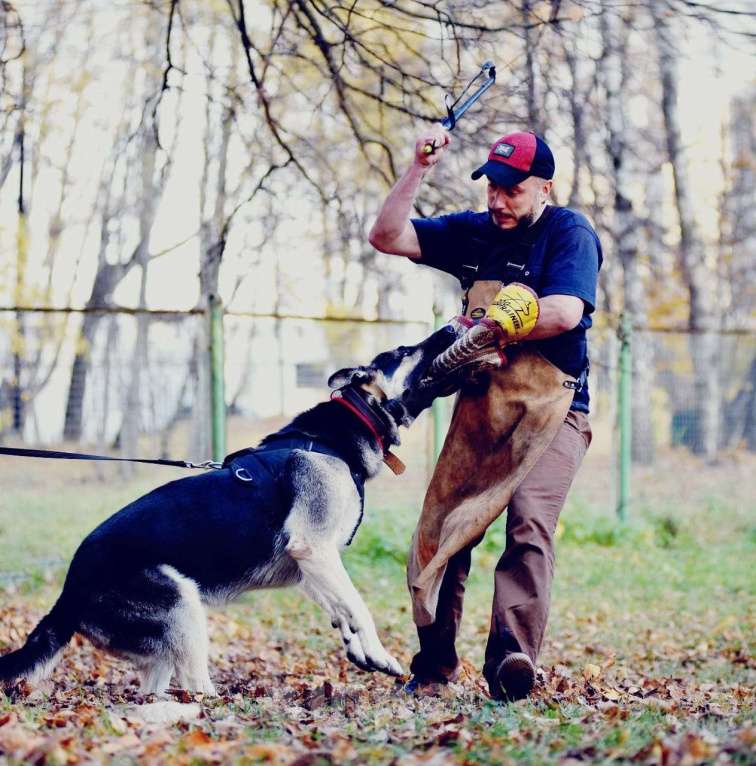 Собаки в Балашихе: Щенки ВЕО Девочка, 40 000 руб. - фото 8