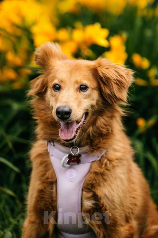 Собаки в Москве: Рыжая пушистая собачка Дейзи в добрые руки Девочка, 1 руб. - фото 3