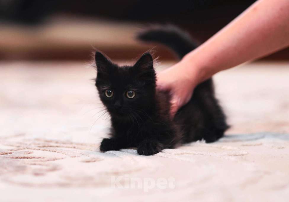Кошки в Одинцово: котята  в добрые руки Девочка, 10 руб. - фото 1