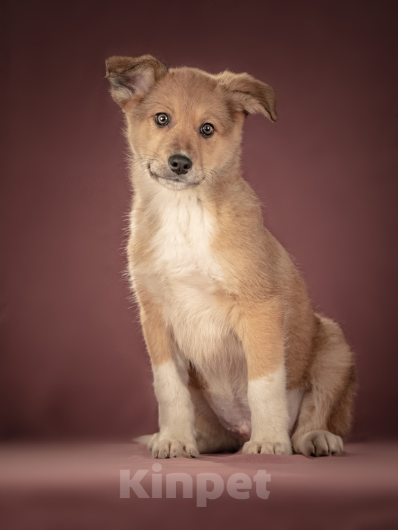 Собаки в Клине: Матео — очаровательный щенок с добрым нравом, который станет вашим лучшим другом Мальчик, Бесплатно - фото 2