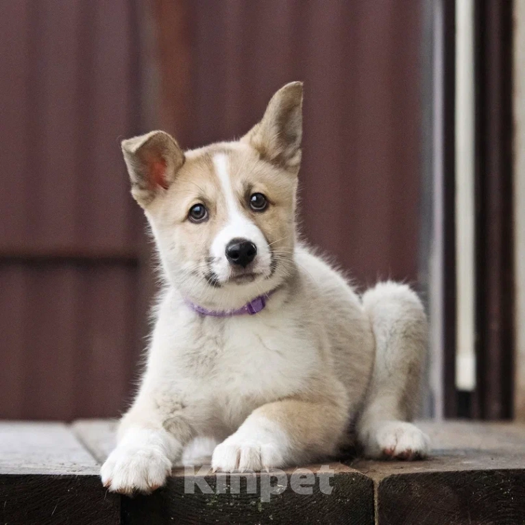 Собаки в Лосином-Петровском: Эдвин якутенок  Мальчик, Бесплатно - фото 1