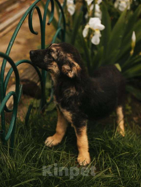 Собаки в Москве: Щеночек помесь с овчаркой Девочка, Бесплатно - фото 6