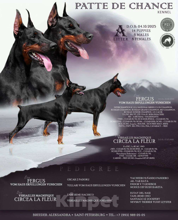 Собаки в Санкт-Петербурге: Щенок добермана Арабелла Девочка, 80 000 руб. - фото 6