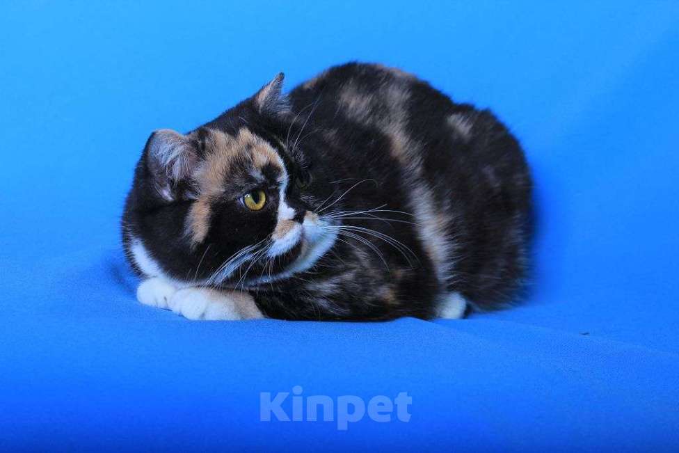 Кошки в Москве: Американская короткошерстная в дар Девочка, 1 руб. - фото 10