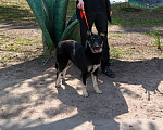 Собаки в Рязани: Гоша - умный городской пёс Мальчик, Бесплатно - фото 3