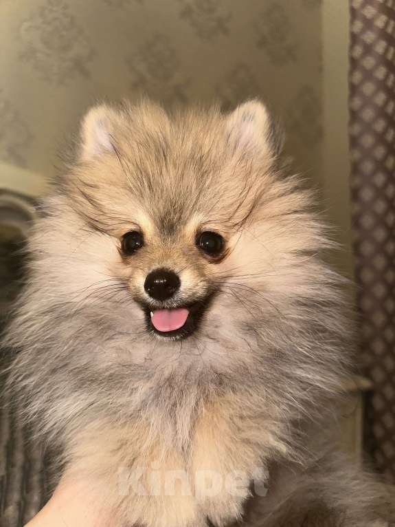 Собаки в Калининграде: Померанский шпиц  Мальчик, 28 000 руб. - фото 9
