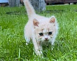 Кошки в Москве: Рыжий котенок в дар Мальчик, Бесплатно - фото 4
