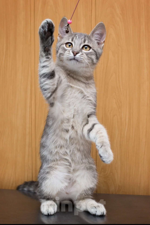 Кошки в Москве: Котенок Никонор. Серый моторчик в полосочку. Активный, умный, воспитанный.  Мальчик, Бесплатно - фото 4