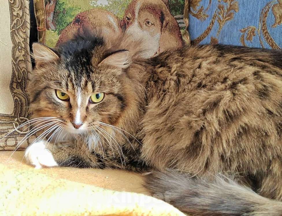 Кошки в Калуге: Пушистый Флоризель. Молодой кот в добрые руки. Мальчик, Бесплатно - фото 3