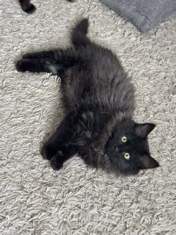 Кошки в Москве: котенок Зитта ищет дом Девочка, Бесплатно - фото 8