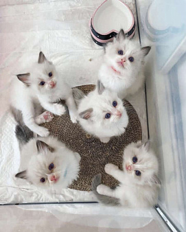 Девочки Рэгдолл