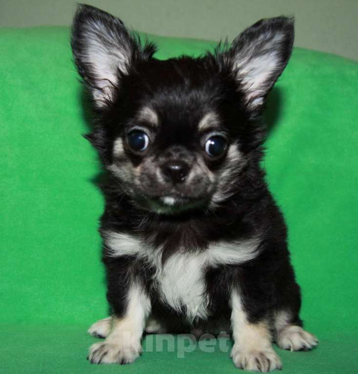 Собаки в Санкт-Петербурге: чихуахуа мальчик домашний любимец Мальчик, 45 000 руб. - фото 8