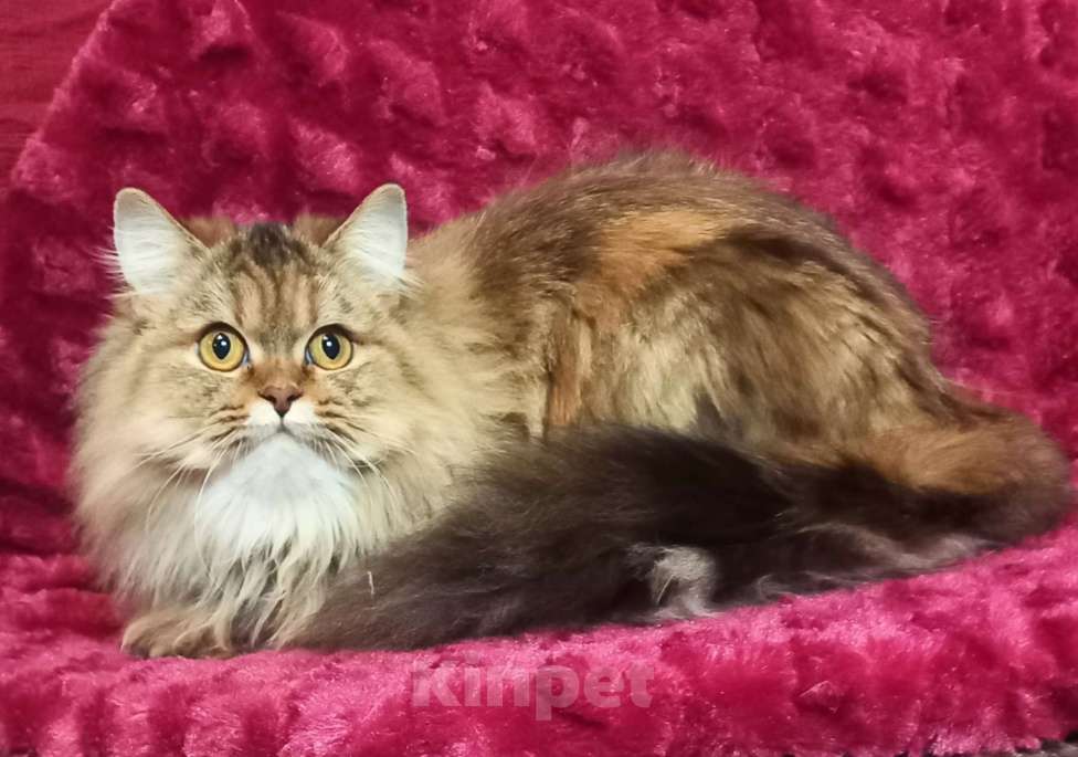 Кошки в Санкт-Петербурге: шотландская кошечка длинношерстная Девочка, 20 000 руб. - фото 2