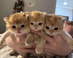 Кошки в Москве: Котята Мальчик, 50 000 руб. - фото 1