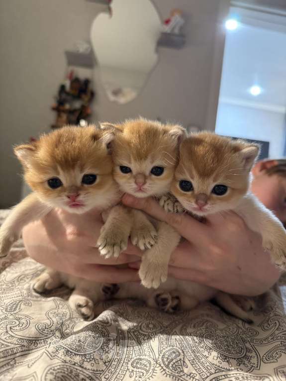 Кошки в Москве: Котята Мальчик, 50 000 руб. - фото 1