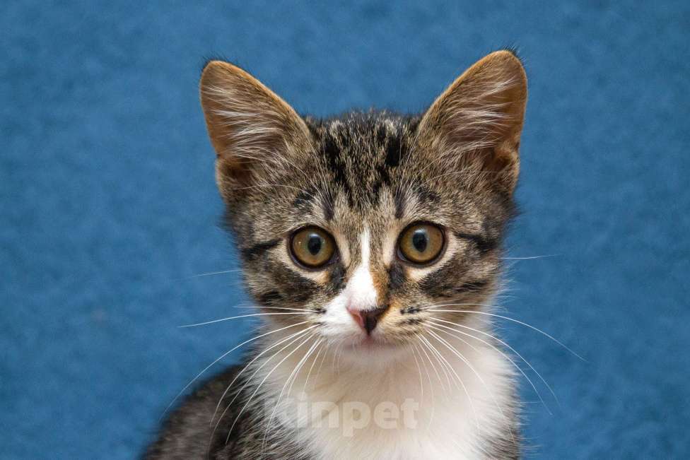 Кошки в Москве: Маленький котенок Степан нуждается в семье! Мальчик, Бесплатно - фото 4