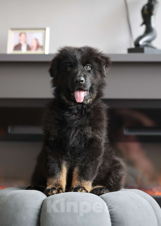 Собаки в Химках: Длинношерстная немецкая овчарка (Кобель). Готов к переезду! Мальчик, Бесплатно - фото 5