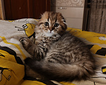 Кошки в Твери: Шотландские котята Скотишь Фолд и Скотишь Страйт Мальчик, Бесплатно - фото 6