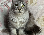 Кошки в Дмитрове:  Черная серебристая мраморная девочка мейн кун Jay Девочка, 15 000 руб. - фото 2