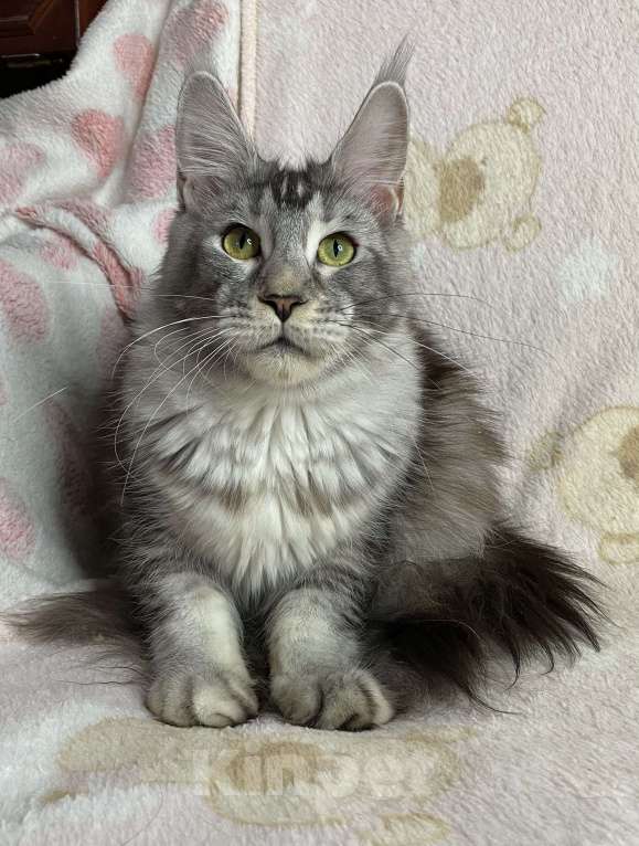 Кошки в Дмитрове:  Черная серебристая мраморная девочка мейн кун Jay Девочка, 15 000 руб. - фото 2