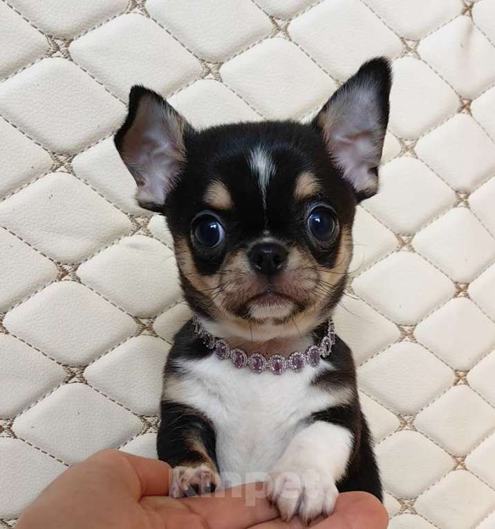 Собаки в Москве: Чихуахуа. Мальчик. Мальчик, 50 000 руб. - фото 1