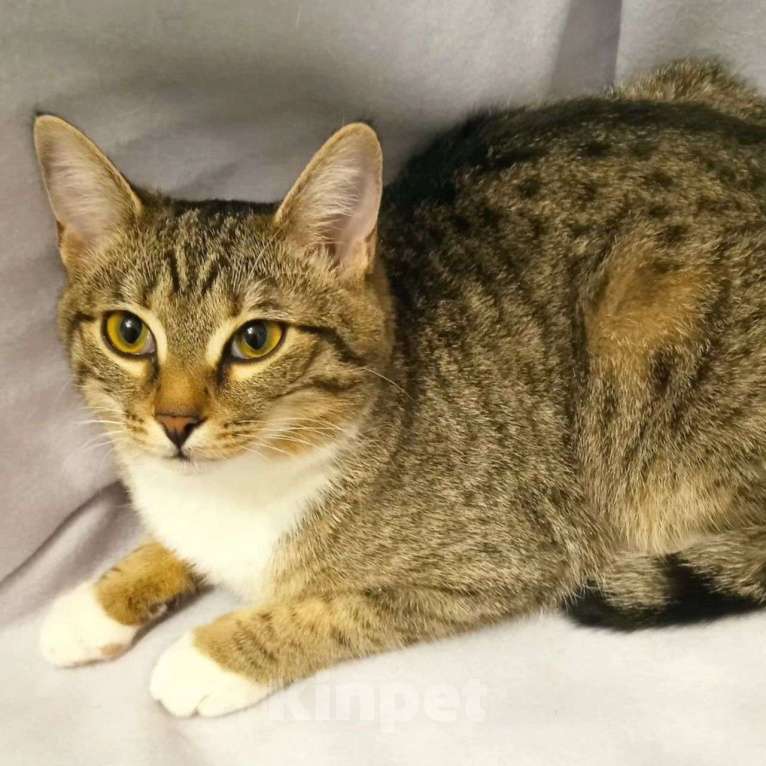 Кошки в Москве: Полосатенькая Стеша в добрые руки Девочка, Бесплатно - фото 3