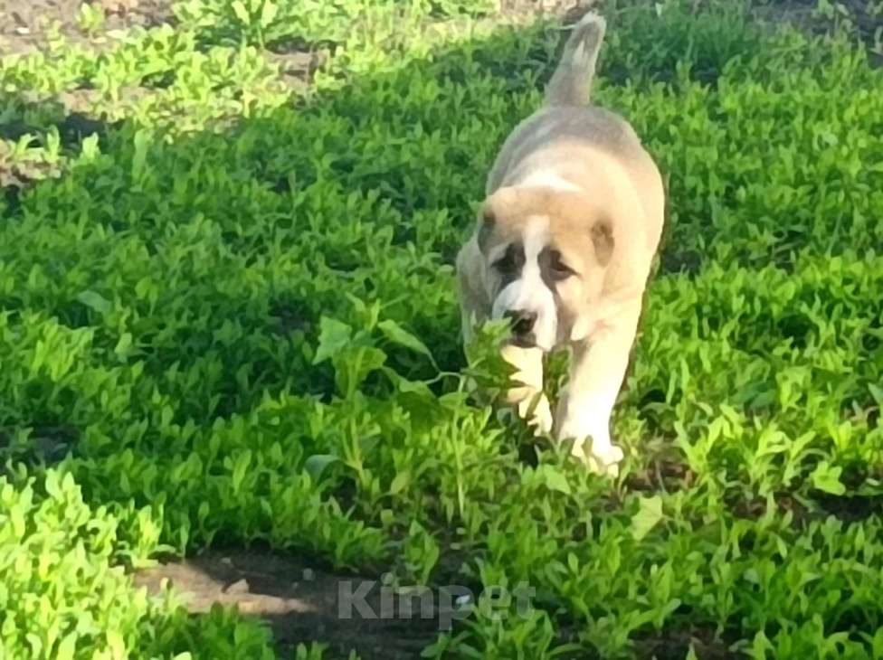 Собаки в Пензе: Щенки среднеазиатская овчарка  Мальчик, Бесплатно - фото 3