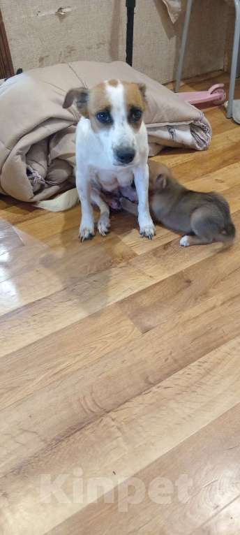 Собаки в Великом Новгороде: щенки  Мальчик, Бесплатно - фото 3