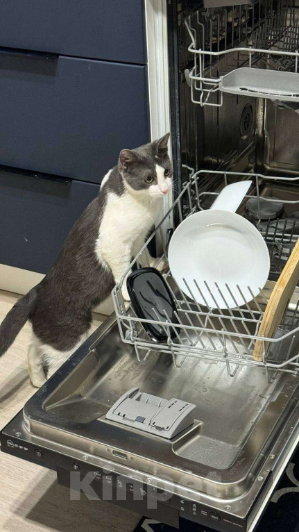 Кошки в Санкт-Петербурге: Котенок Томас ищет дом Мальчик, Бесплатно - фото 9