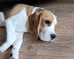 Собаки в Курске: Девочка Бигль 🐶 Девочка, 25 000 руб. - фото 4