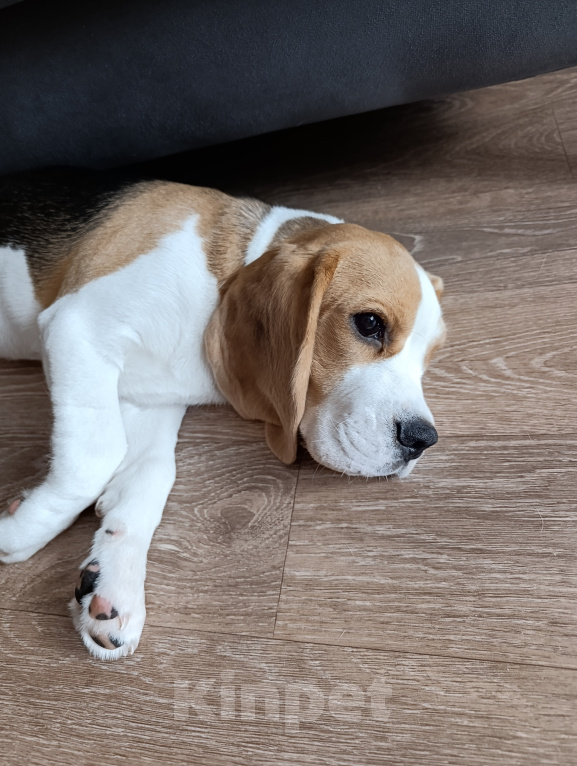 Собаки в Курске: Девочка Бигль 🐶 Девочка, 25 000 руб. - фото 4