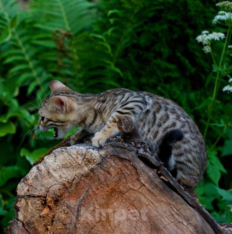 Кошки в Москве: Бенгальский котенок Мальчик, 20 000 руб. - фото 6
