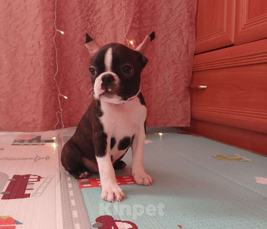 Собаки в Санкт-Петербурге: Эскудо Де Оро Диана Девочка, 80 000 руб. - фото 3