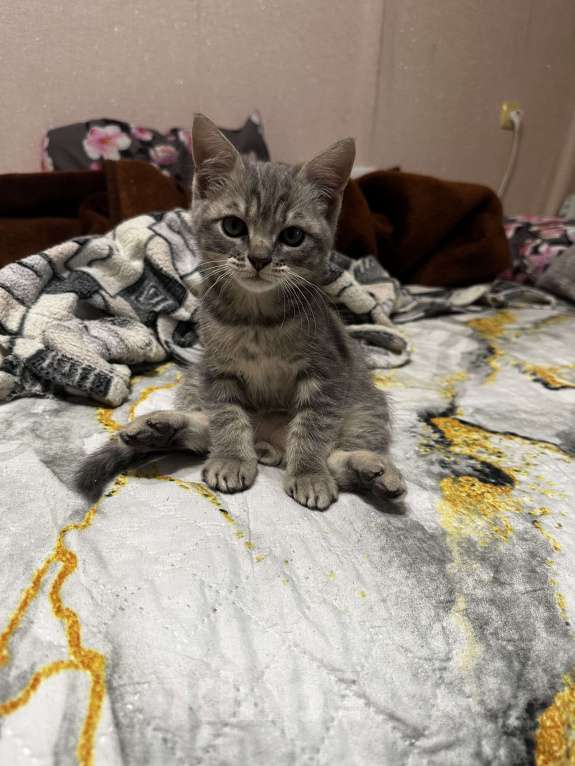 Кошки в Воронеже: Мальчик Мальчик, 2 000 руб. - фото 2