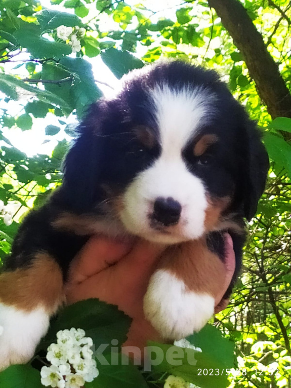 Собаки в Санкт-Петербурге: Малыши бернского зенненхунда Девочка, 100 000 руб. - фото 4