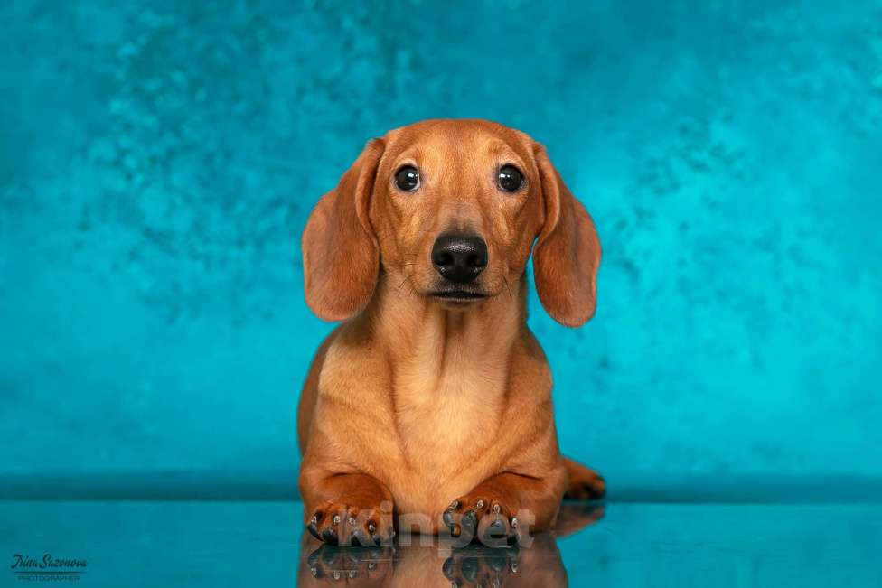 Собаки в Королеве: Породные щенки ТАКСЫ UCI. МАЛЬЧИКИ Мальчик, 55 000 руб. - фото 4