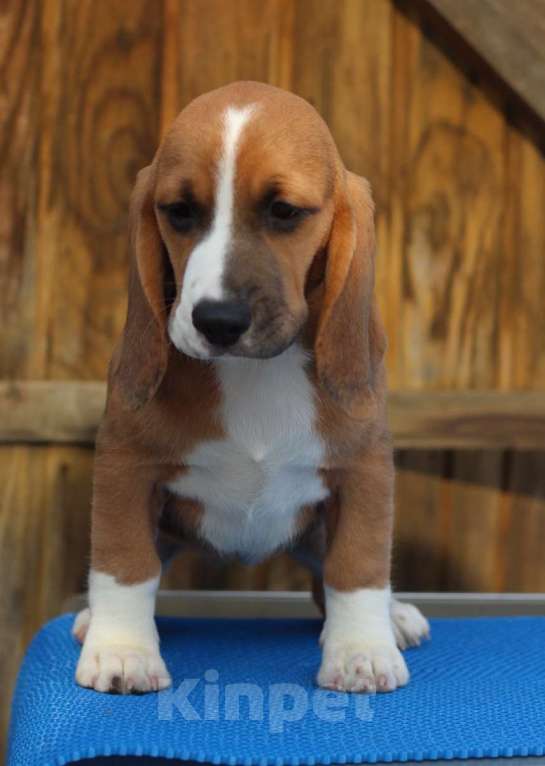 Собаки в других городах Московской области: Сука бигль Девочка, 50 000 руб. - фото 1