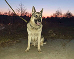 Собаки в Егорьевске: Восточноевропейская овчарка(вязка), 1 руб. - фото 5