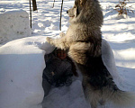 Собаки в Москве: Хаски на вязку, Бесплатно - фото 3