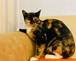 Кошки в Красном Холме: Ирма - яркая "трëхцветка", 33 руб. - фото 2