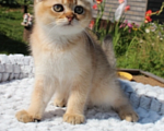 Кошки в Новочебоксарске: Вислоухий котик  Мальчик, Бесплатно - фото 4